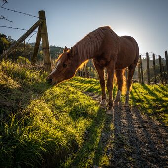 Landelijk huis met ruimte voor paarden
